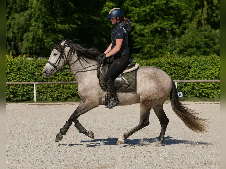 PRE Wallach 4 Jahre 158 cm Schimmel in Neustadt (Wied)