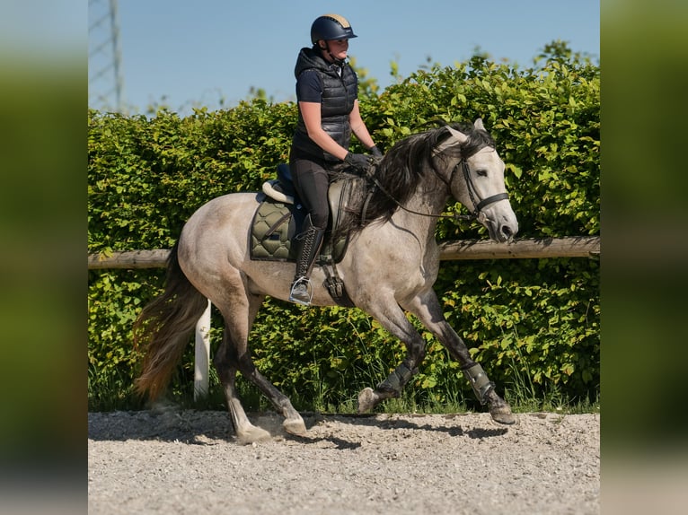 PRE Wallach 4 Jahre 158 cm Schimmel in Neustadt (Wied)