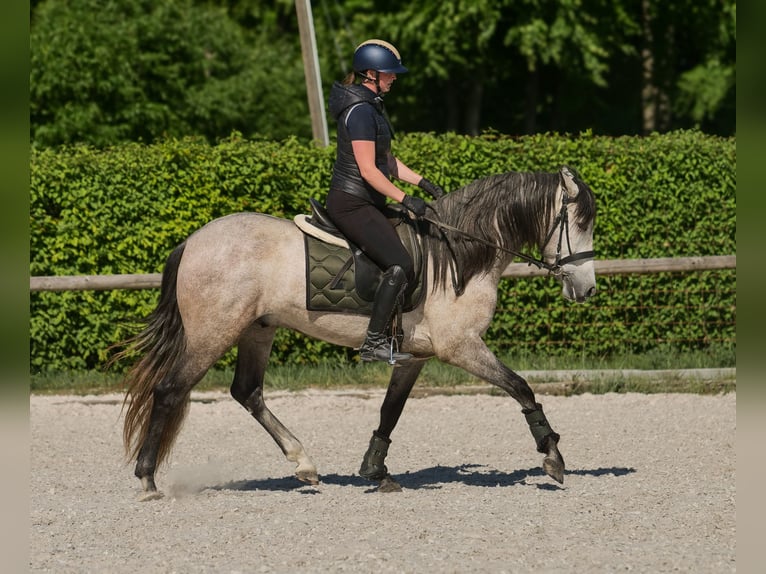 PRE Wallach 4 Jahre 158 cm Schimmel in Neustadt (Wied)