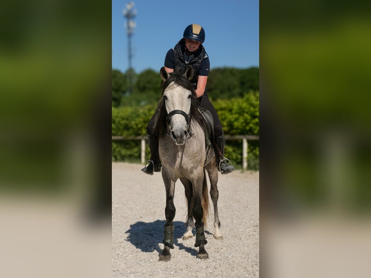 PRE Wallach 4 Jahre 158 cm Schimmel in Neustadt (Wied)