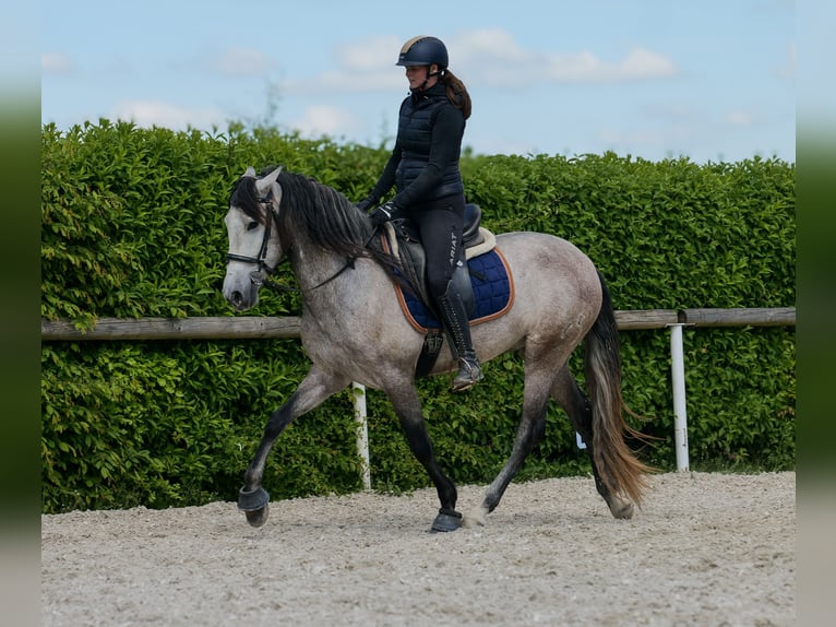 PRE Wallach 4 Jahre 158 cm Schimmel in Neustadt (Wied)