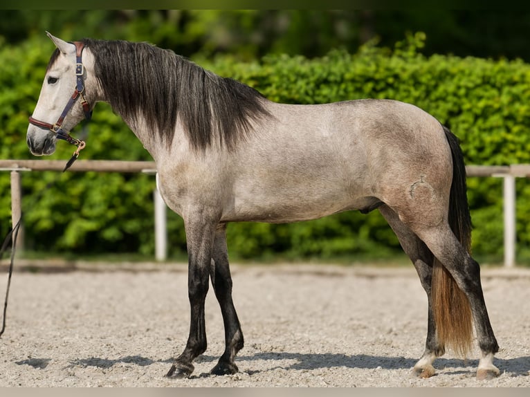 PRE Wallach 4 Jahre 158 cm Schimmel in Neustadt (Wied)