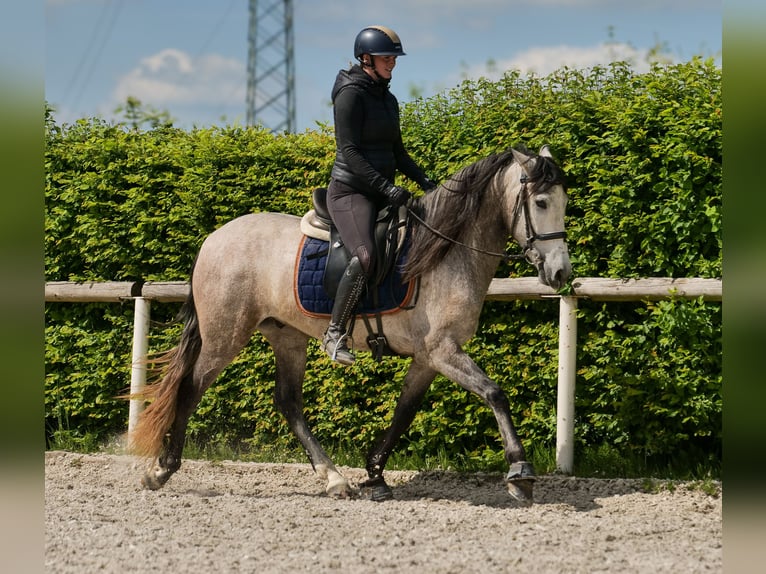 PRE Wallach 4 Jahre 158 cm Schimmel in Neustadt (Wied)