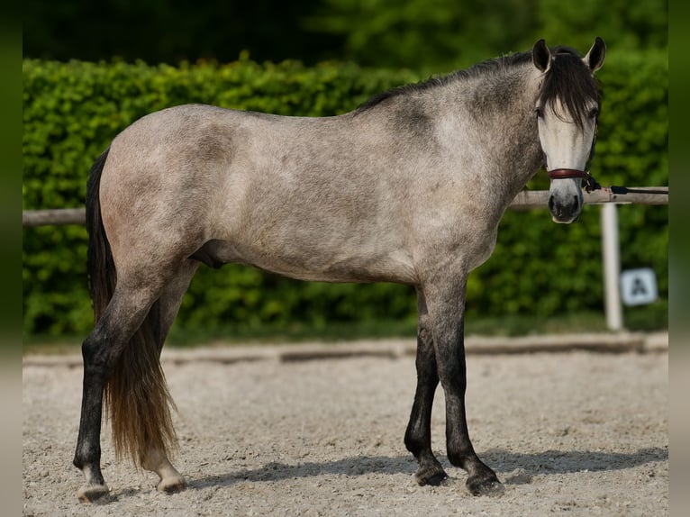 PRE Wallach 4 Jahre 158 cm Schimmel in Neustadt (Wied)