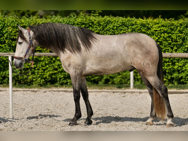 PRE Wallach 4 Jahre 158 cm Schimmel in Neustadt (Wied)