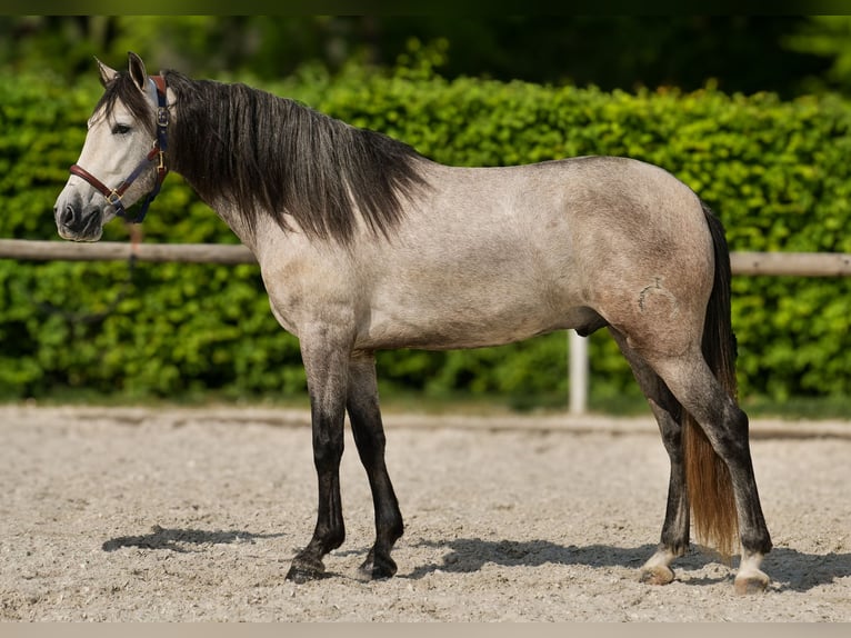 PRE Wallach 4 Jahre 158 cm Schimmel in Neustadt (Wied)