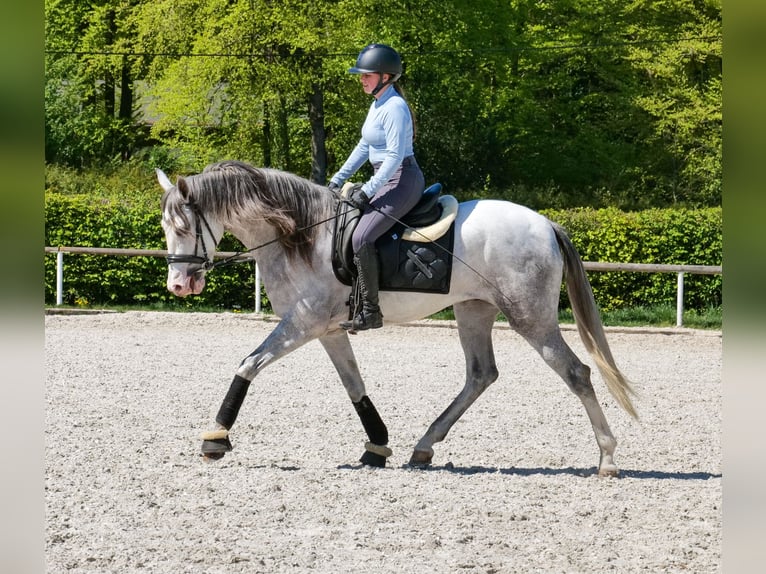 PRE Mix Wallach 4 Jahre 158 cm Schimmel in Neustadt (Wied)