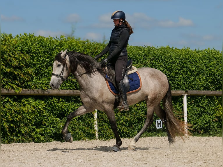 PRE Wallach 4 Jahre 158 cm Schimmel in Neustadt (Wied)