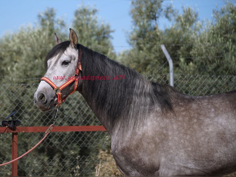 PRE Wallach 4 Jahre 159 cm Schimmel in Pruna