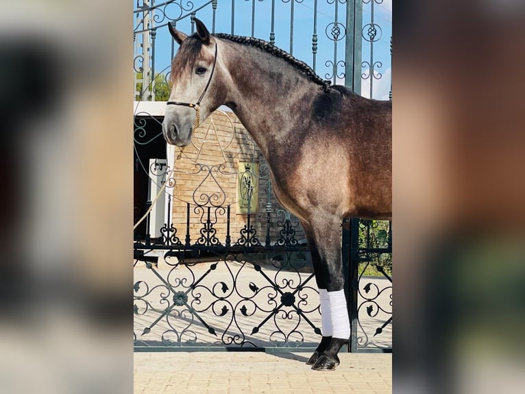 PRE Mix Wallach 4 Jahre 160 cm Apfelschimmel in Trier