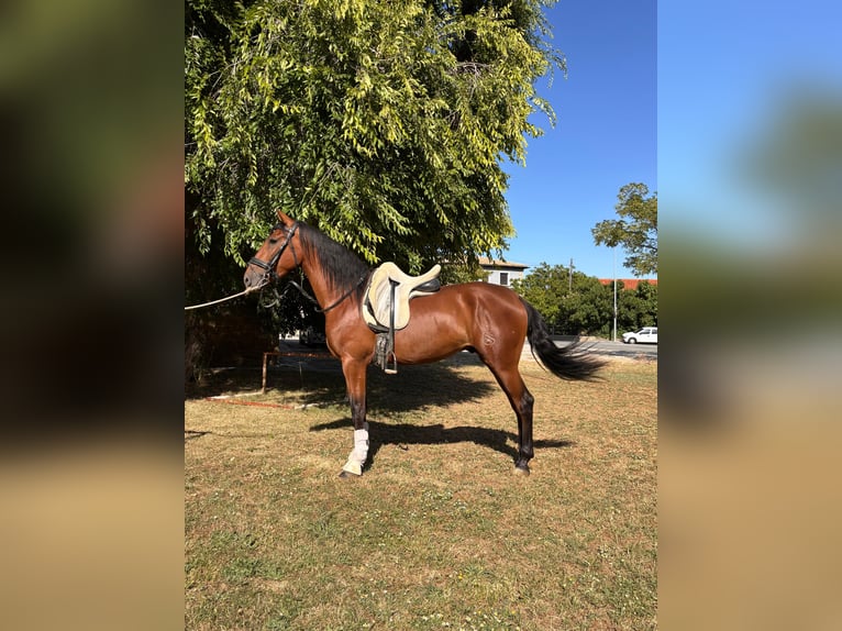 PRE Mix Wallach 4 Jahre 160 cm Brauner in Otano