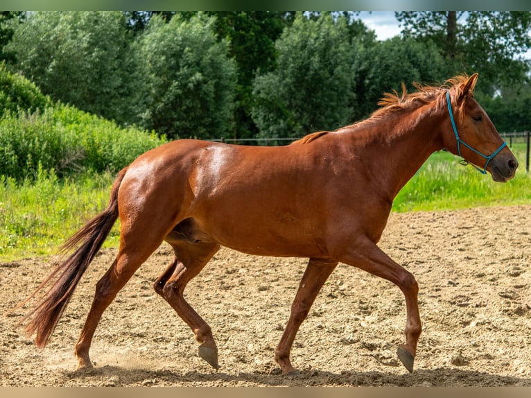 PRE Mix Wallach 4 Jahre 160 cm Fuchs in 9112