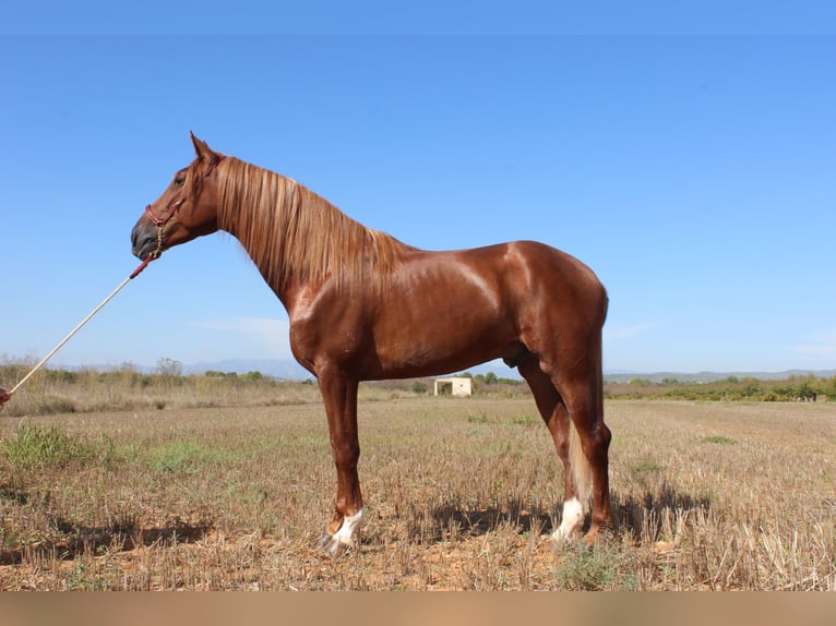 PRE Mix Wallach 4 Jahre 160 cm Fuchs in Castell&#xF3;n
