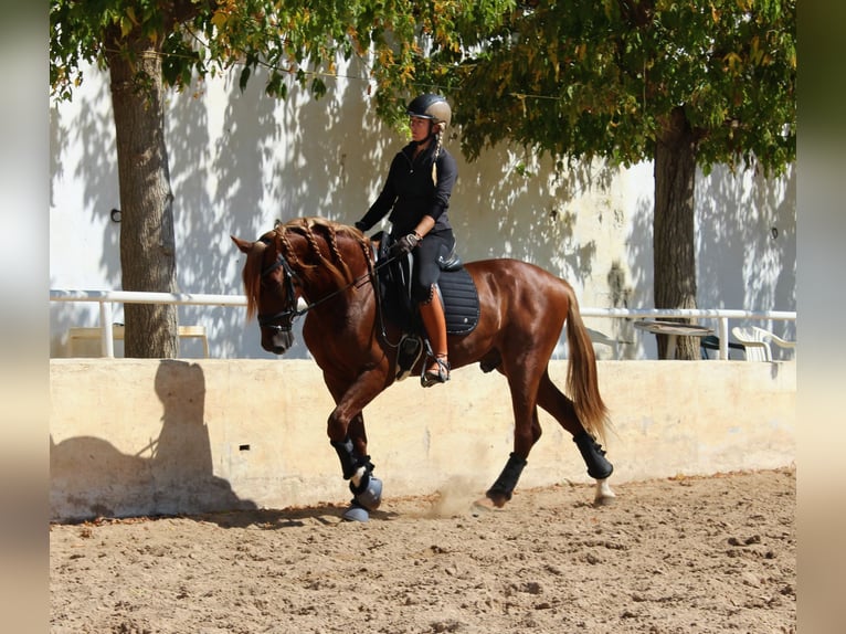 PRE Mix Wallach 4 Jahre 160 cm Fuchs in Castell&#xF3;n