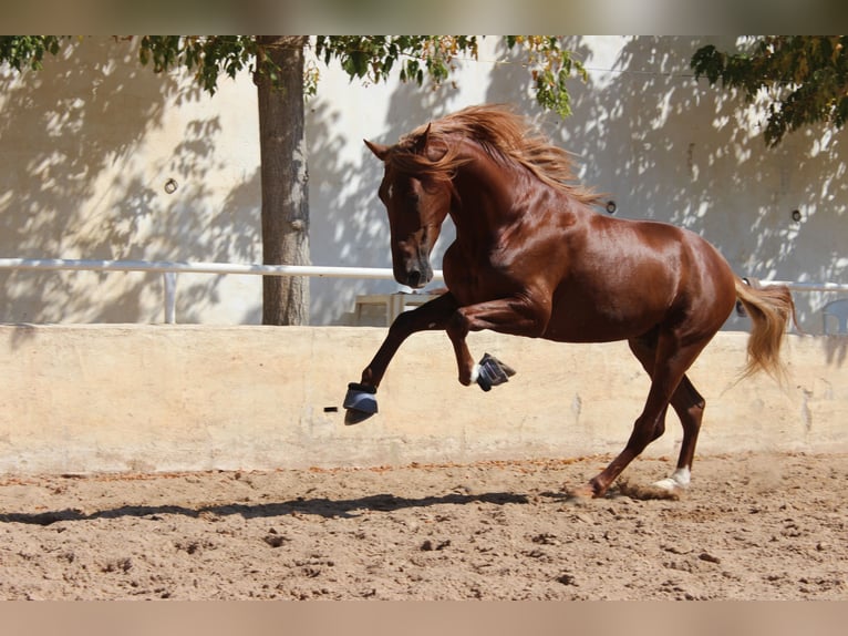 PRE Mix Wallach 4 Jahre 160 cm Fuchs in Castell&#xF3;n