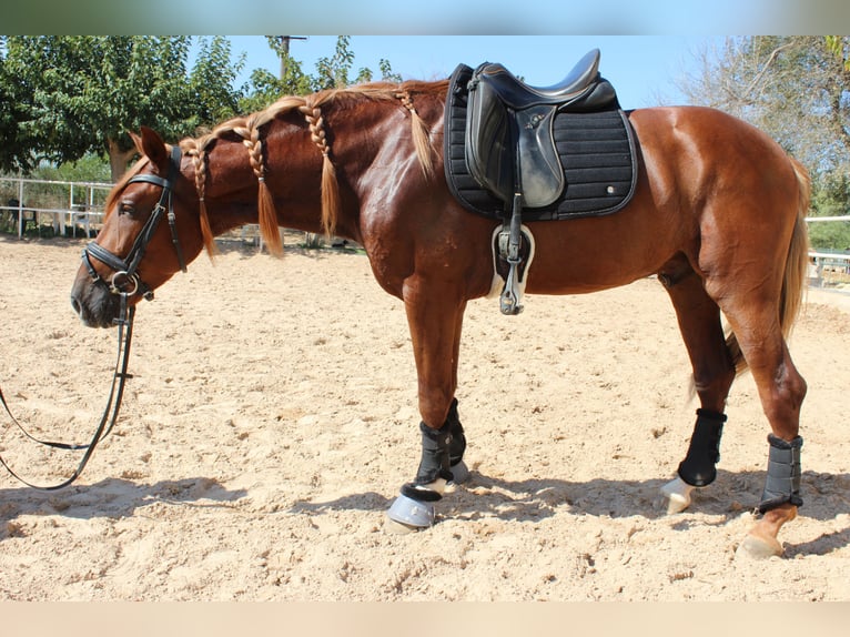 PRE Mix Wallach 4 Jahre 160 cm Fuchs in Castell&#xF3;n