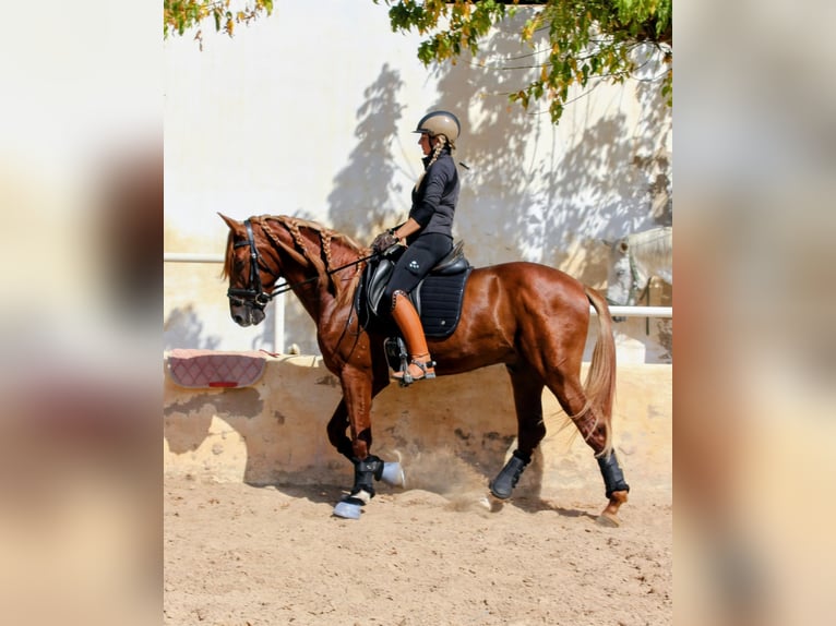 PRE Mix Wallach 4 Jahre 160 cm Fuchs in Castell&#xF3;n