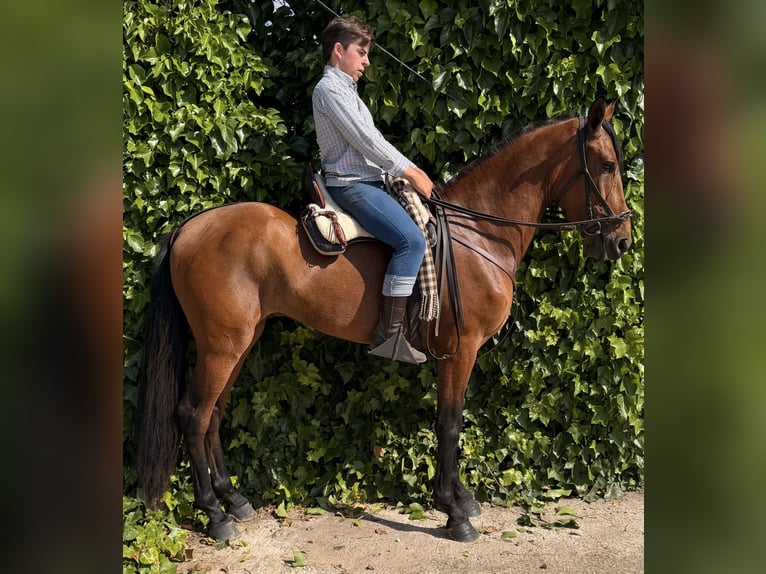 PRE Wallach 4 Jahre 160 cm Hellbrauner in Vega De AlmenaraPeñaflor