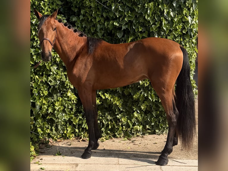 PRE Wallach 4 Jahre 160 cm Hellbrauner in Vega De AlmenaraPeñaflor