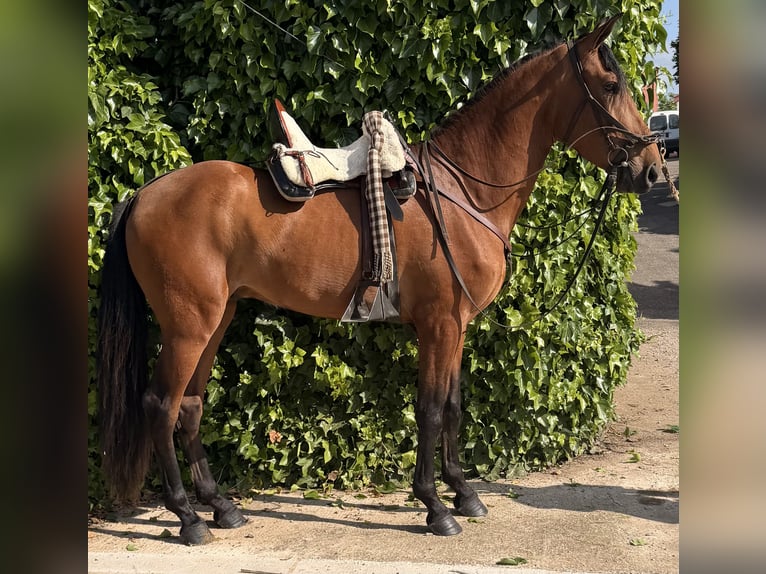 PRE Wallach 4 Jahre 160 cm Hellbrauner in Vega De AlmenaraPeñaflor