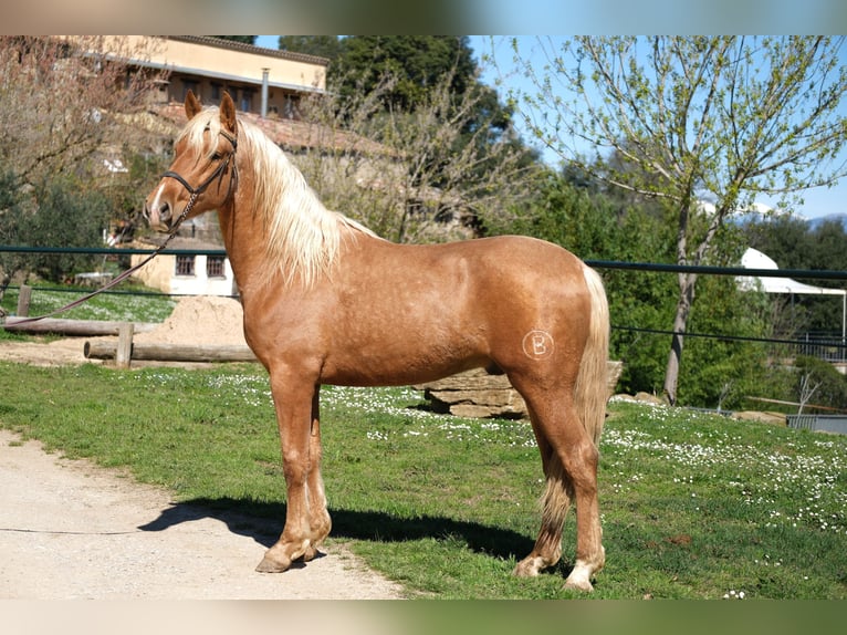 PRE Mix Wallach 4 Jahre 160 cm Palomino in Hamburg