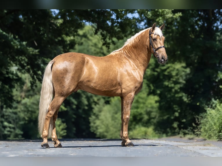 PRE Mix Wallach 4 Jahre 160 cm Palomino in Windhagen