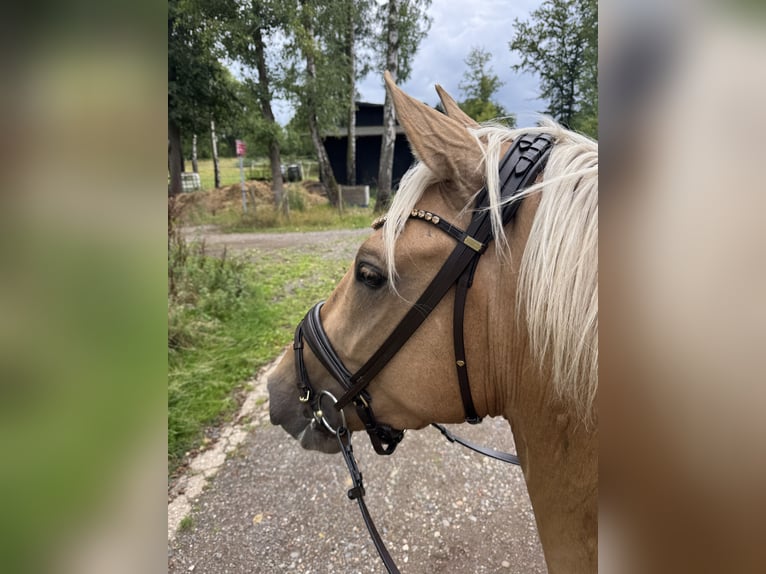 PRE Mix Wallach 4 Jahre 160 cm Palomino in Windhagen