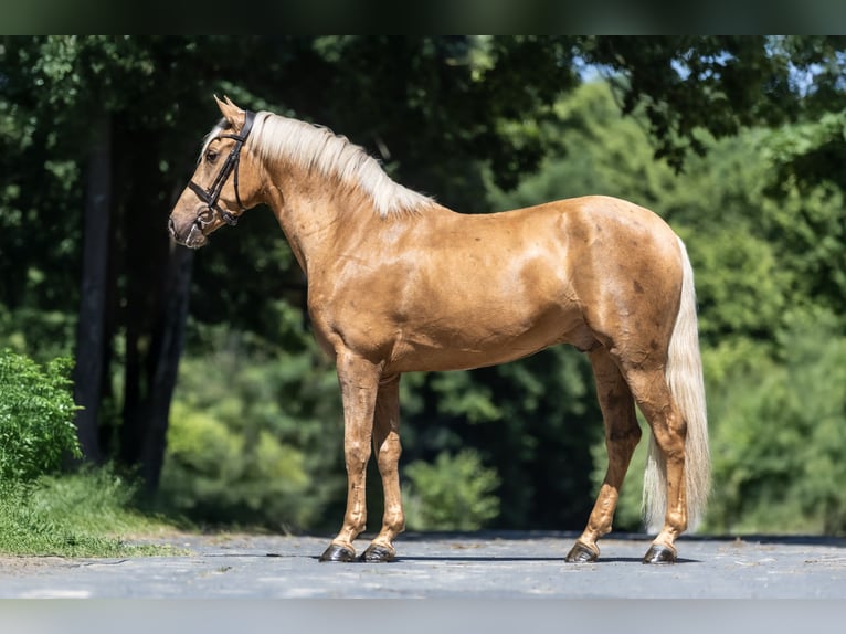 PRE Mix Wallach 4 Jahre 160 cm Palomino in Windhagen