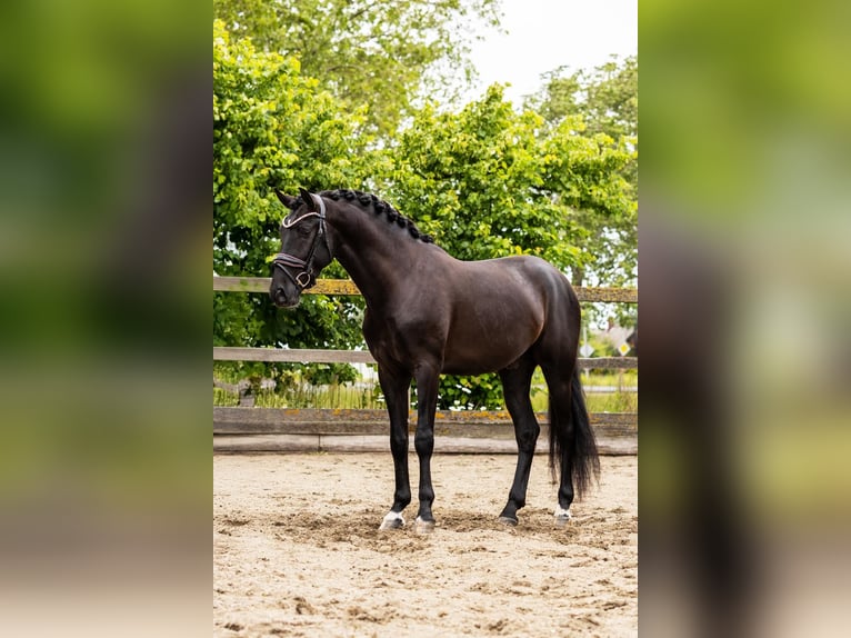 PRE Wallach 4 Jahre 160 cm Rappe in Grebenhain