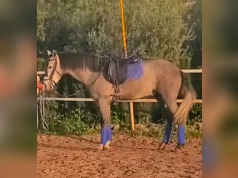 PRE Mix Wallach 4 Jahre 160 cm Schimmel in Alexandria