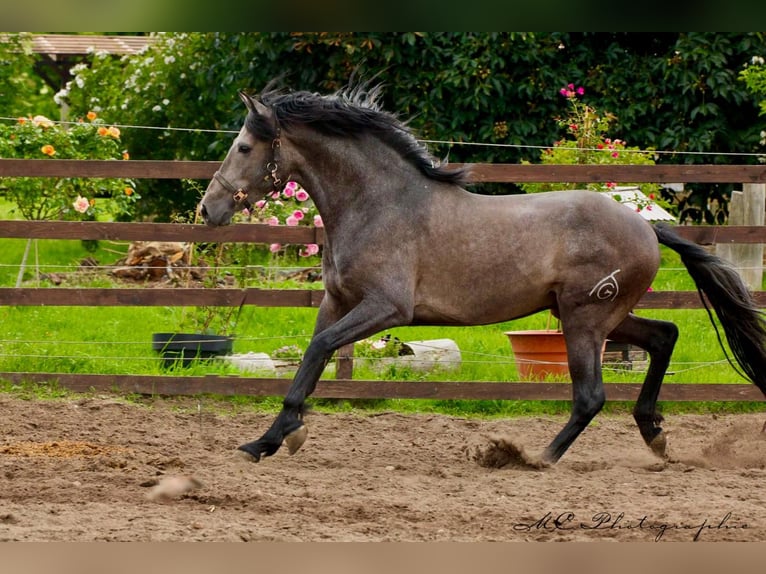 PRE Wallach 4 Jahre 160 cm Schimmel in Brandis