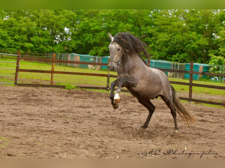 PRE Wallach 4 Jahre 160 cm Schimmel in /Polenz