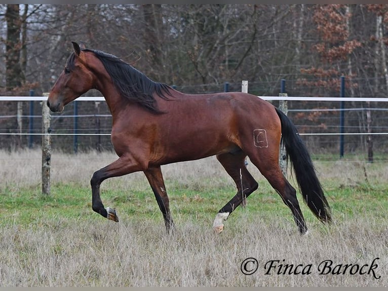 PRE Mix Wallach 4 Jahre 161 cm Brauner in Wiebelsheim