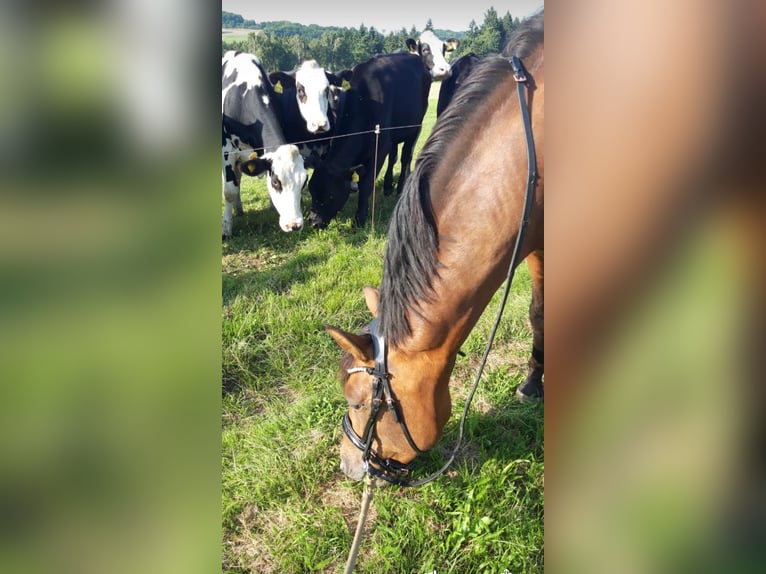 PRE Mix Wallach 4 Jahre 161 cm Brauner in Grebenhain