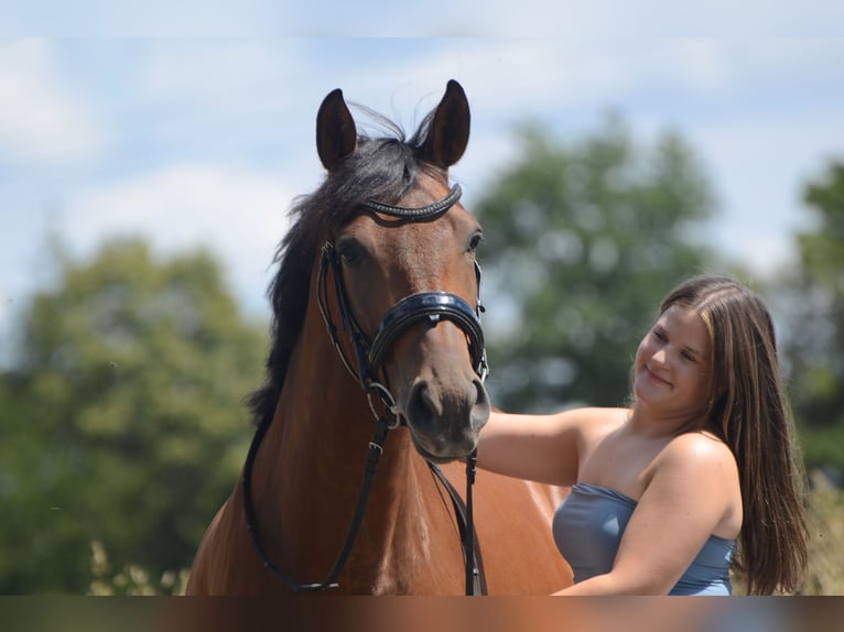 PRE Mix Wallach 4 Jahre 161 cm Brauner in Grebenhain