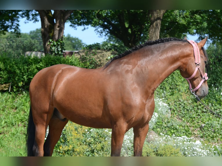 PRE Mix Wallach 4 Jahre 161 cm Brauner in Grebenhain