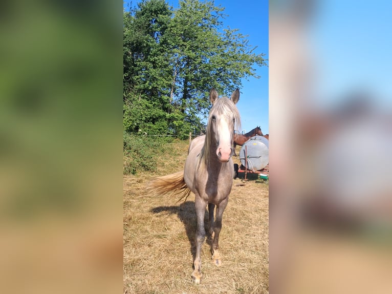 PRE Mix Wallach 4 Jahre 162 cm Blauschimmel in Montreux-Jeune