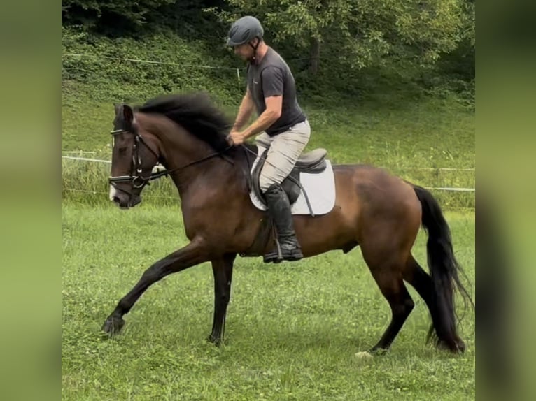 PRE Mix Wallach 4 Jahre 162 cm Brauner in Sankt Peter