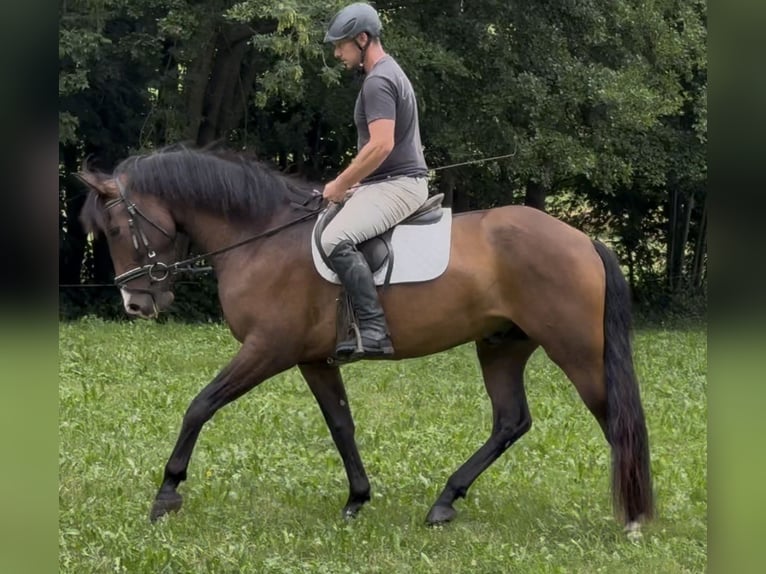 PRE Mix Wallach 4 Jahre 162 cm Brauner in Sankt Peter