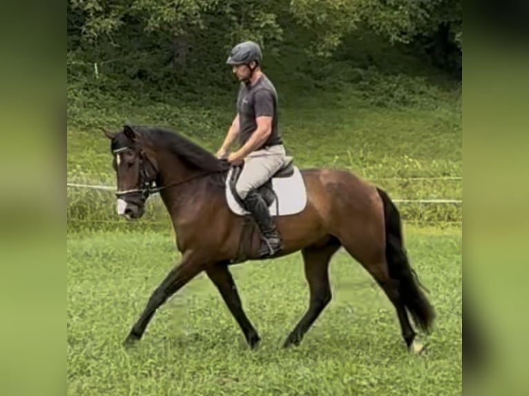 PRE Mix Wallach 4 Jahre 162 cm Brauner in Sankt Peter