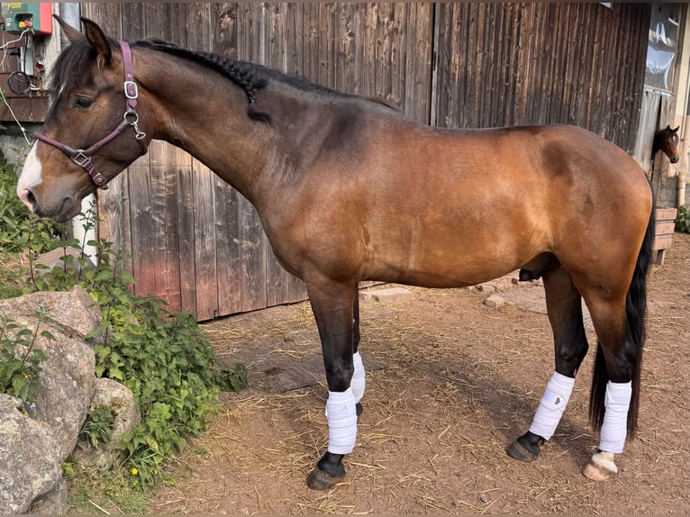 PRE Mix Wallach 4 Jahre 162 cm Brauner in Sankt Peter