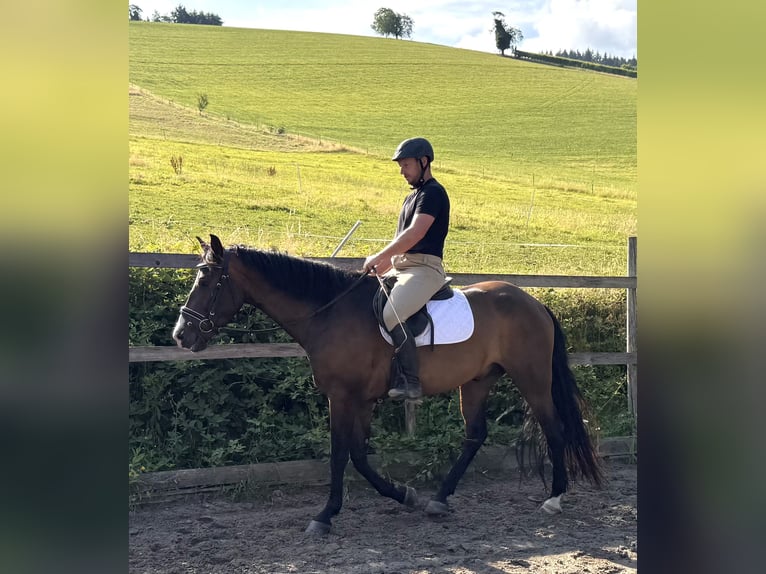 PRE Mix Wallach 4 Jahre 162 cm Brauner in Sankt Peter