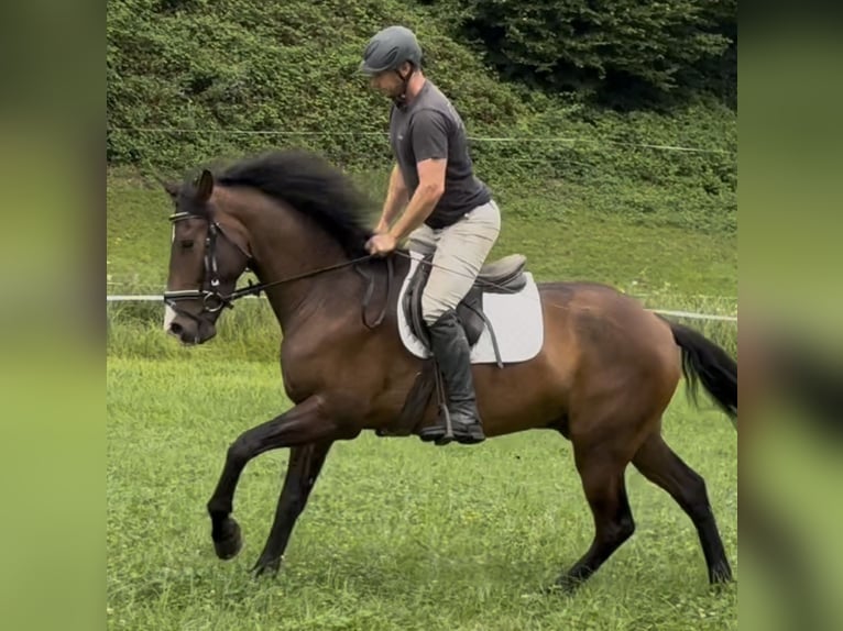 PRE Mix Wallach 4 Jahre 162 cm Brauner in Sankt Peter