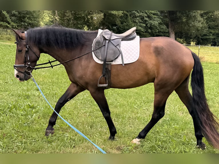 PRE Mix Wallach 4 Jahre 162 cm Brauner in Sankt Peter
