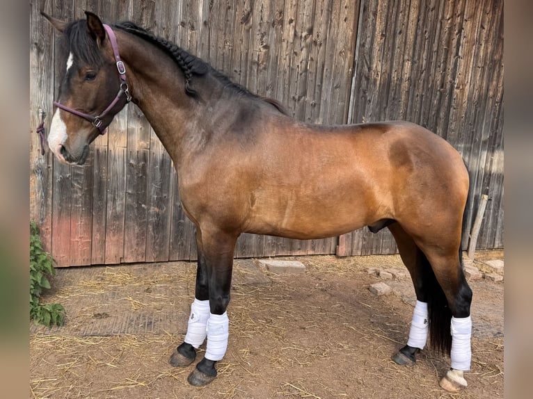 PRE Mix Wallach 4 Jahre 162 cm Brauner in Sankt Peter
