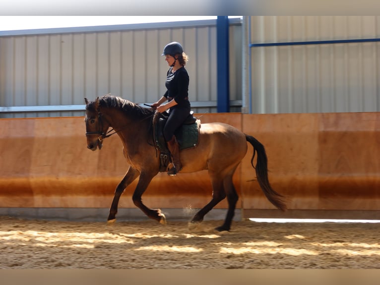PRE Mix Wallach 4 Jahre 162 cm Braunfalbschimmel in Dirlewang