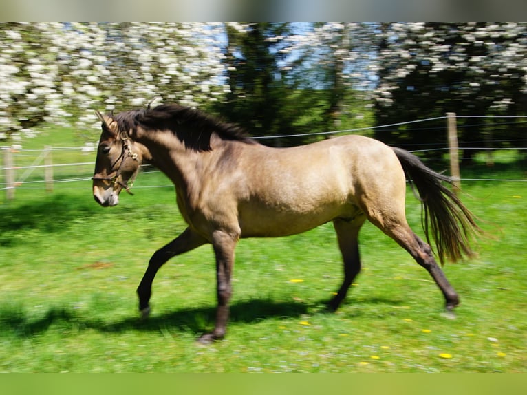PRE Mix Wallach 4 Jahre 162 cm Braunfalbschimmel in Dirlewang