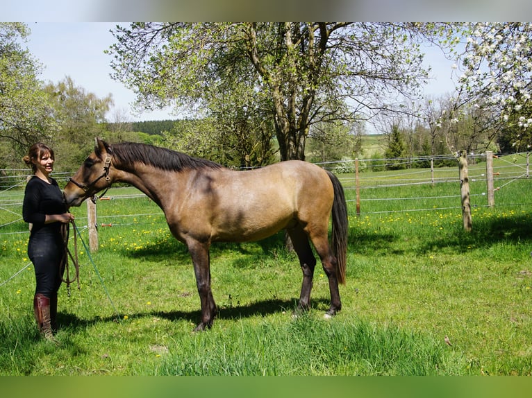 PRE Mix Wallach 4 Jahre 162 cm Braunfalbschimmel in Dirlewang