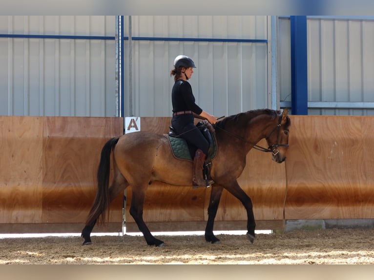 PRE Mix Wallach 4 Jahre 162 cm Braunfalbschimmel in Dirlewang