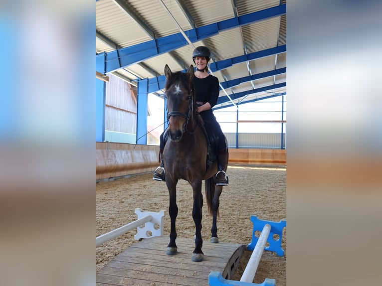 PRE Mix Wallach 4 Jahre 162 cm Braunfalbschimmel in Dirlewang